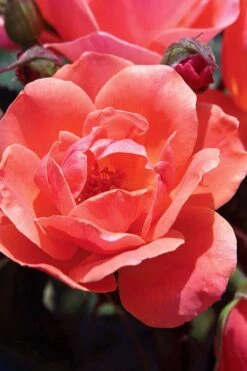 Coral Knock Out Rose - 2 Gallon Pot