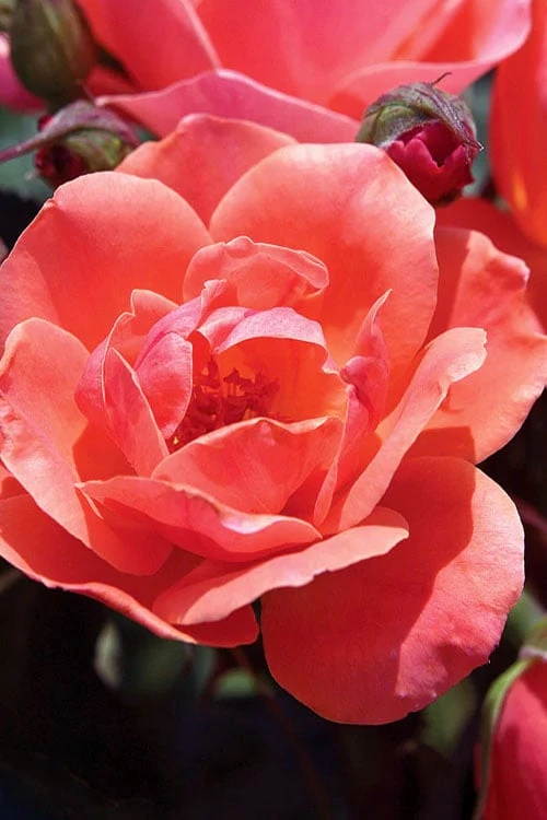 Coral Knock Out Rose - 2 Gallon Pot
