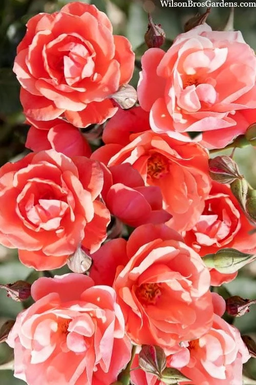 Coral Knock Out Rose - 2 Gallon Pot - Image 6