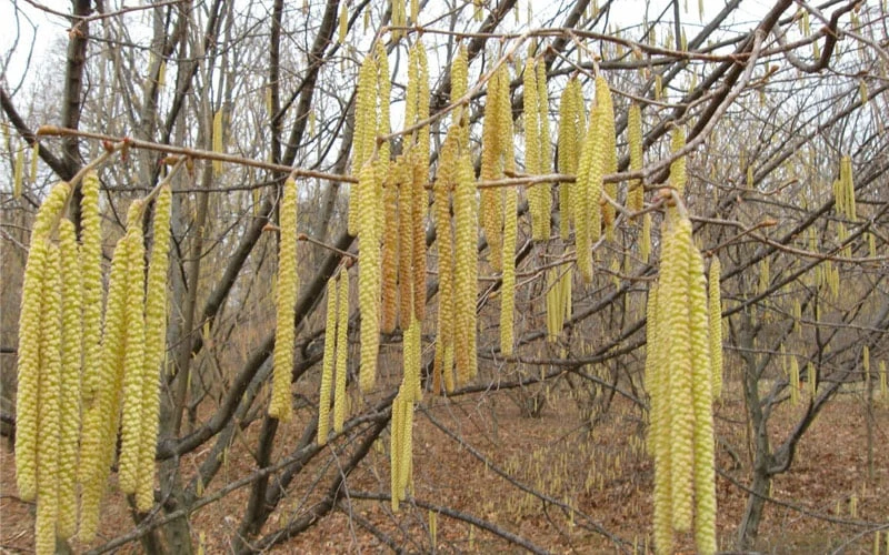 American Hazelnut (Filbert) - 3 Gallon Pot - Image 5