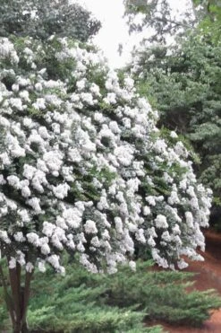 Acoma Weeping White Crape Myrtle - 7 Gallon Pot (5-6')