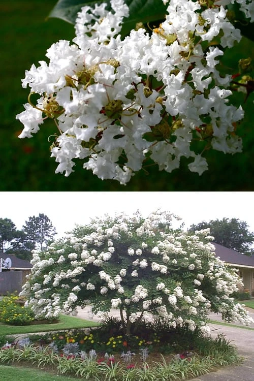 Acoma Weeping White Crape Myrtle - 5 Gallon Pot - Image 4