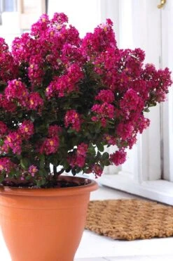 Berry Dazzle Dwarf Crape Myrtle - 3 Gallon Pot