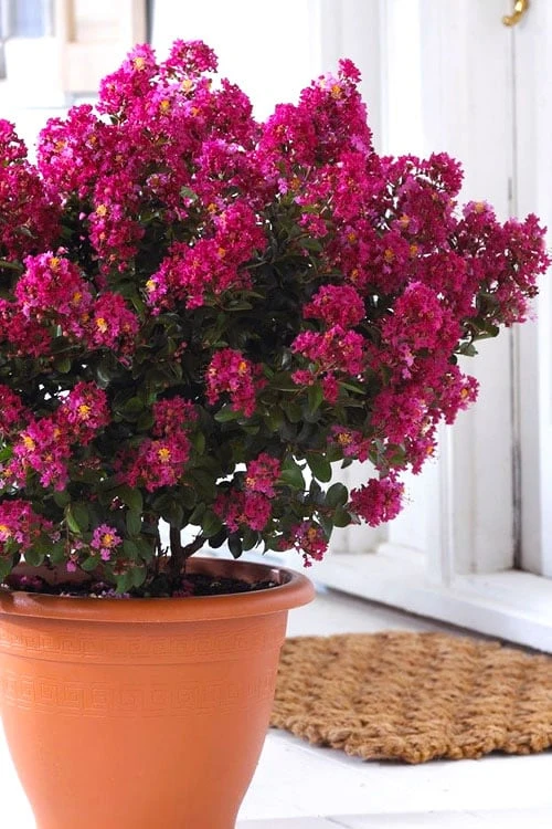 Berry Dazzle Dwarf Crape Myrtle - 3 Gallon Pot