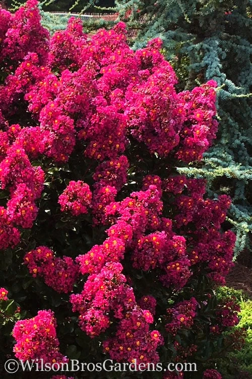 Berry Dazzle Dwarf Crape Myrtle - 3 Gallon Pot - Image 9