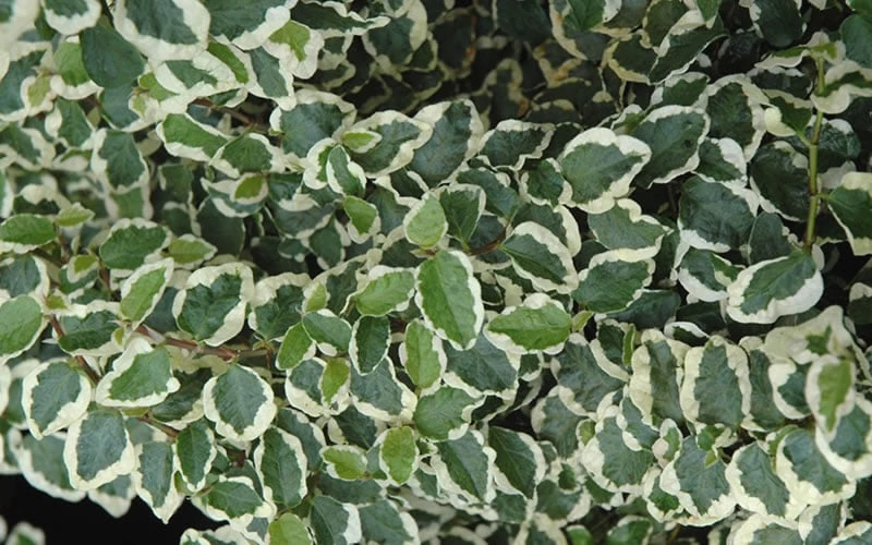 Variegated Creeping Fig (Ficus Pumila 'Variegata') - 10 Pack Of 4" Pint Pots - Image 7