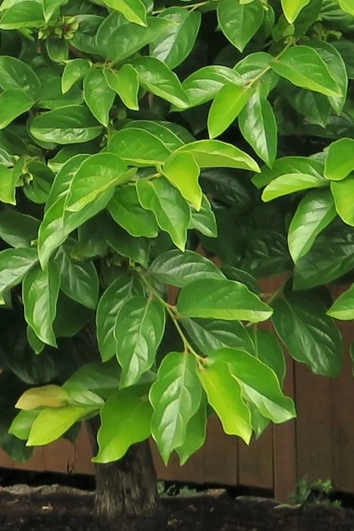 Fuyu Persimmon Tree - 3 Gallon Pot - Image 6