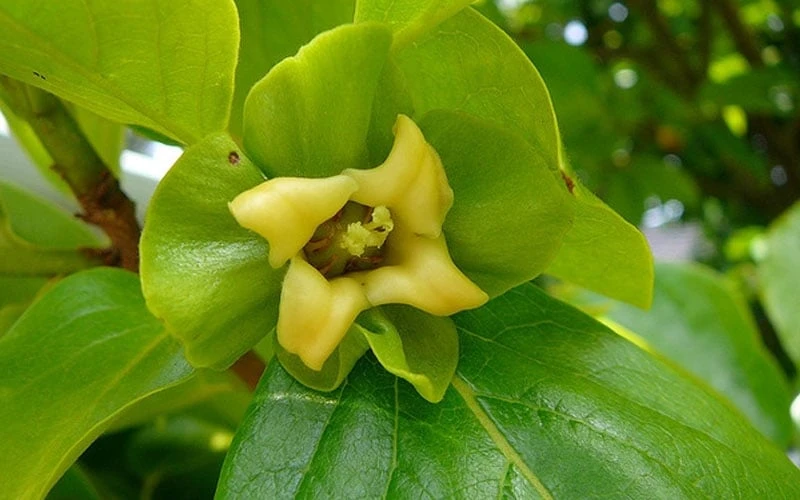 Fuyu Persimmon Tree - 7 Gallon Pot (4-5') - Image 7