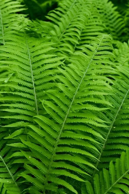 Dixie Wood Fern - Dryopteris Australis - 6 Pack Of 1 Gallon Pots - Image 4