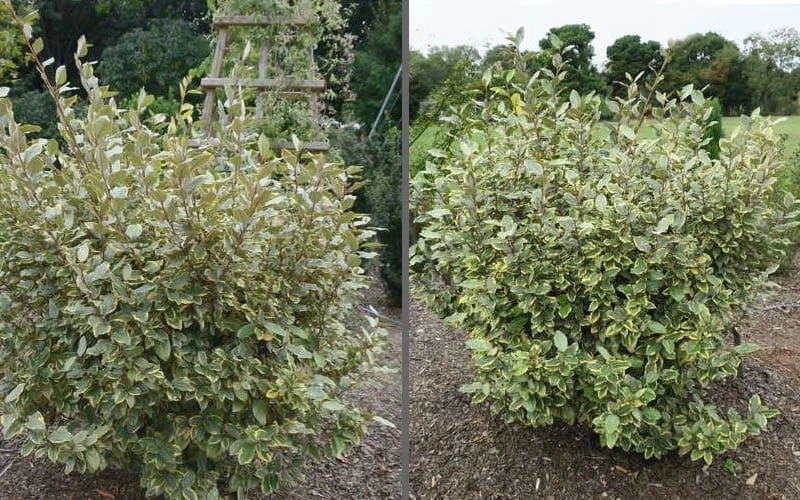 Olive Martini Elaeagnus - 1 Gallon Pot - Image 4