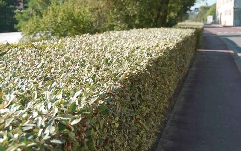 Olive Martini Elaeagnus - 3 Gallon Pot - Image 5