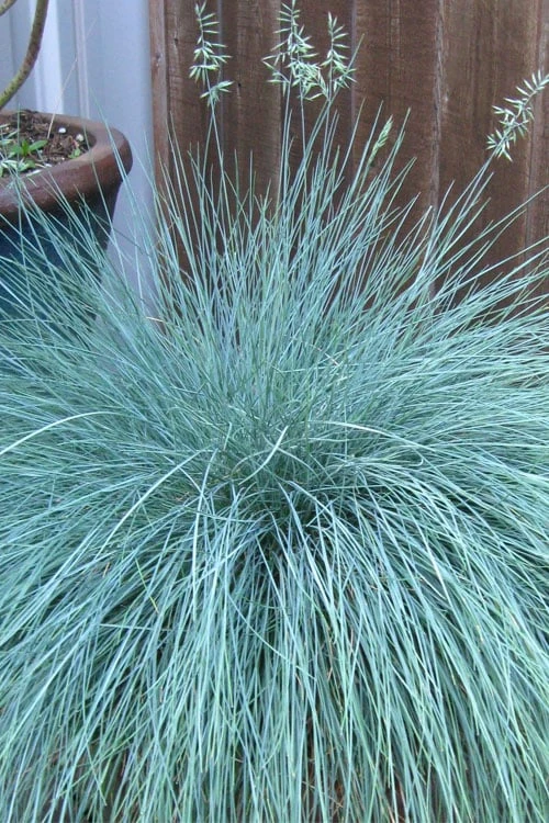 Beyond Blue Festuca (Fescue) - 1 Gallon Pot - Image 4