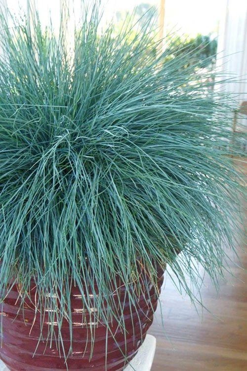 Beyond Blue Festuca (Fescue) - 1 Gallon Pot - Image 7