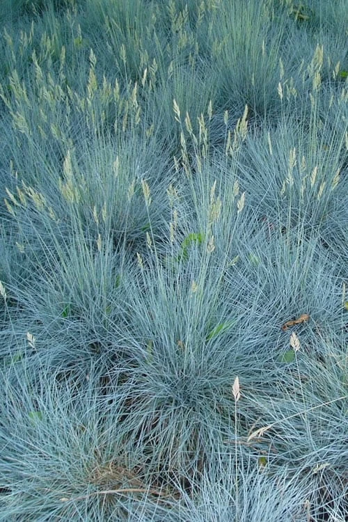 Beyond Blue Festuca (Fescue) - 1 Gallon Pot - Image 5