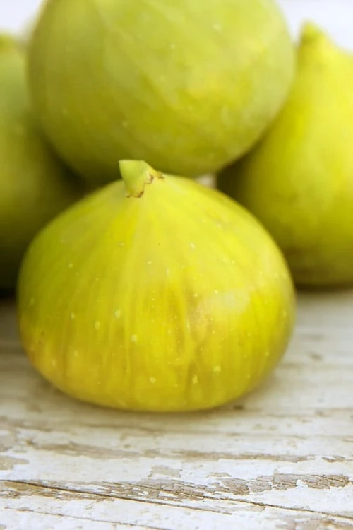 LSU Gold Fig Tree - 5 Gallon Pot - Image 4