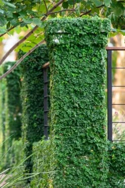 Creeping Fig (Ficus Pumila) - 10 Pack Of Pint Pots