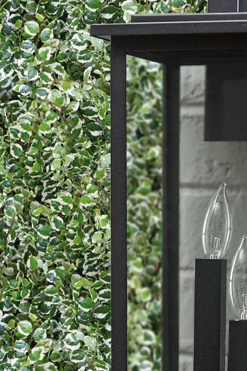 Variegated Creeping Fig (Ficus Pumila 'Variegata') - 10 Pack Of 4" Pint Pots - Image 4