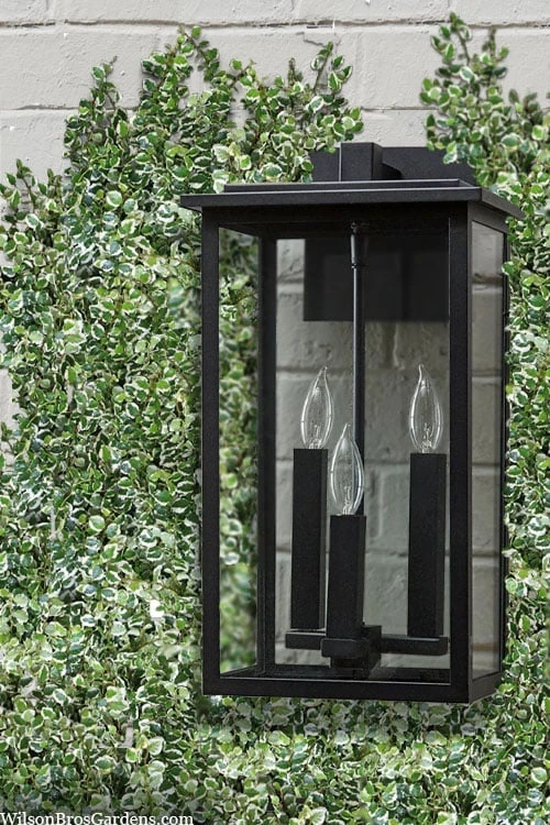 Variegated Creeping Fig (Ficus Pumila 'Variegata') - 10 Pack Of 4" Pint Pots - Image 6