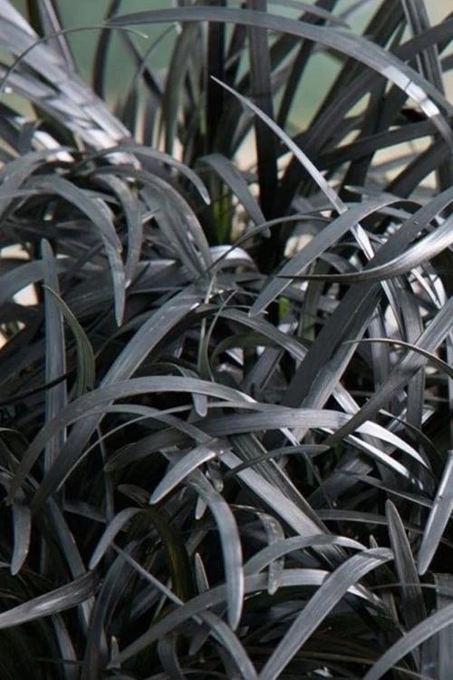 Black Beard Black Mondo Grass - Ophiopogon Planiscapus - 1 Gallon Pot - Image 5