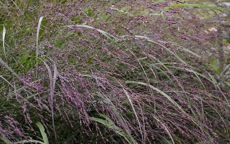 Prairie Winds Apache Rose Switchgrass (Panicum) - 1 Gallon Pot - Image 6