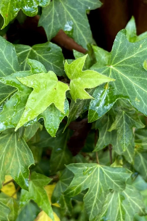 Wilson Ivy (Hedera Helix) - 5 Pack Of Quart Pots - Image 6