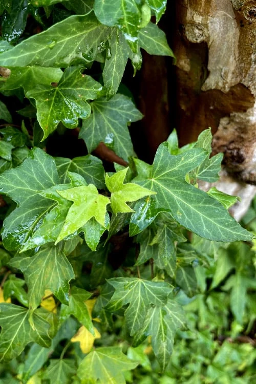 Wilson Ivy (Hedera Helix) - 5 Pack Of Quart Pots - Image 4