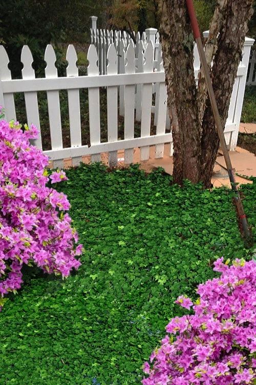 Wilson Ivy (Hedera Helix) - 5 Pack Of Quart Pots - Image 5