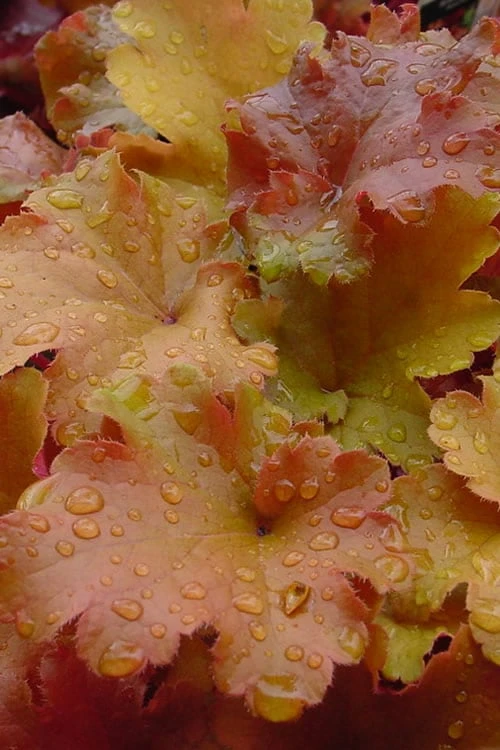 Caramel Heuchera (Villosa Hybrid) - 1 Gallon Pot - Image 6