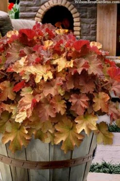 Caramel Heuchera (Villosa Hybrid) - 1 Gallon Pot