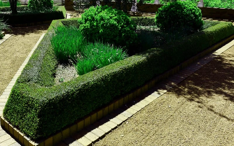 Bordeaux Dwarf Yaupon Holly - 3 Gallon Pot - Image 5