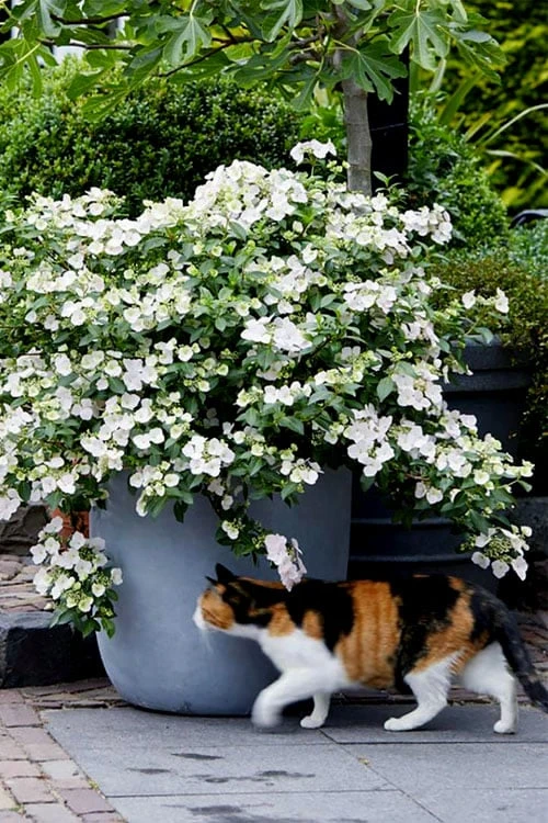 Fairytrail Bride Cascade Hydrangea - 2 Gallon Pot - Image 5