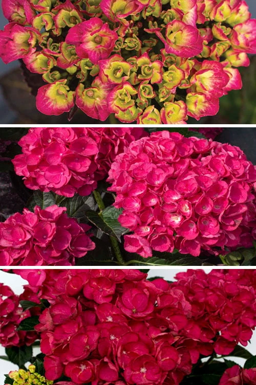 Akadama Hydrangea - 3 Gallon Pot - Image 4