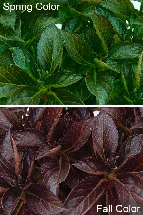 Akadama Hydrangea - 3 Gallon Pot - Image 5