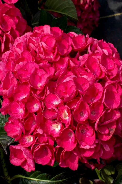 Akadama Hydrangea - 3 Gallon Pot - Image 6