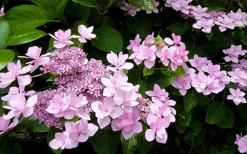 Izu No Hana Lacecap Hydrangea - 3 Gallon Pot - Image 6