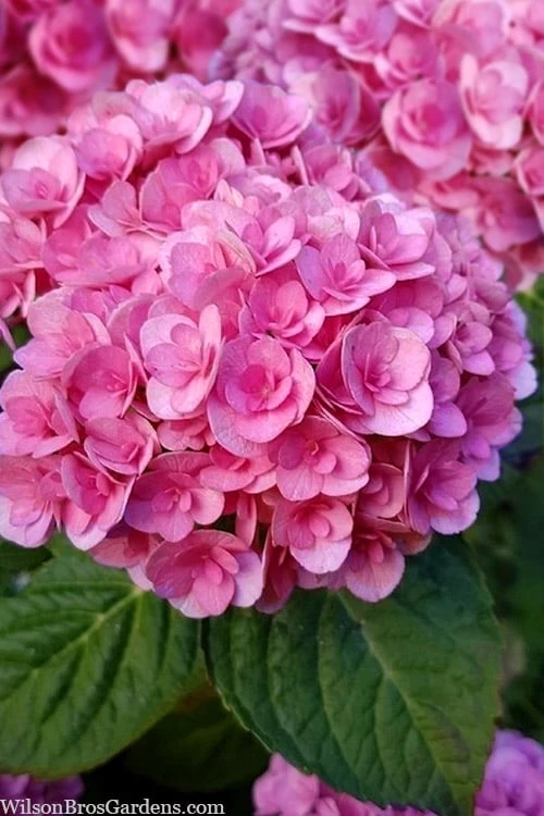 Love Hydrangea - 3 Gallon Pot - Image 5