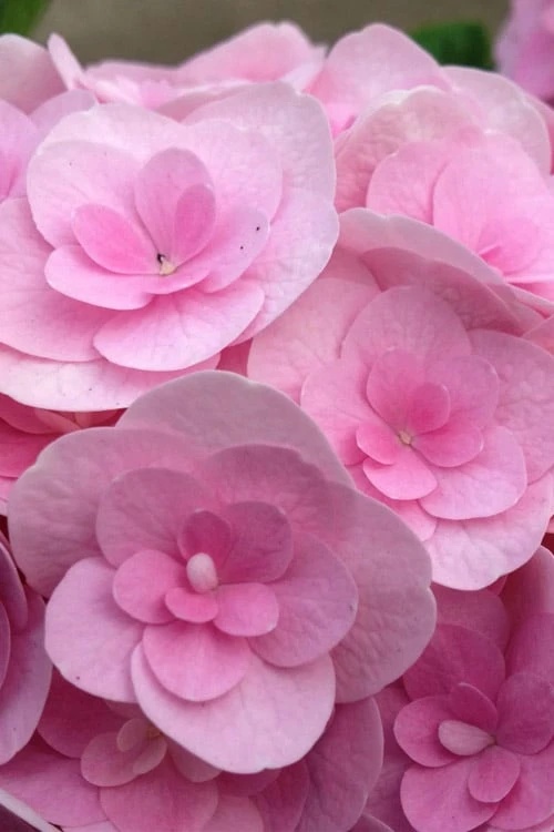 Love Hydrangea - 3 Gallon Pot