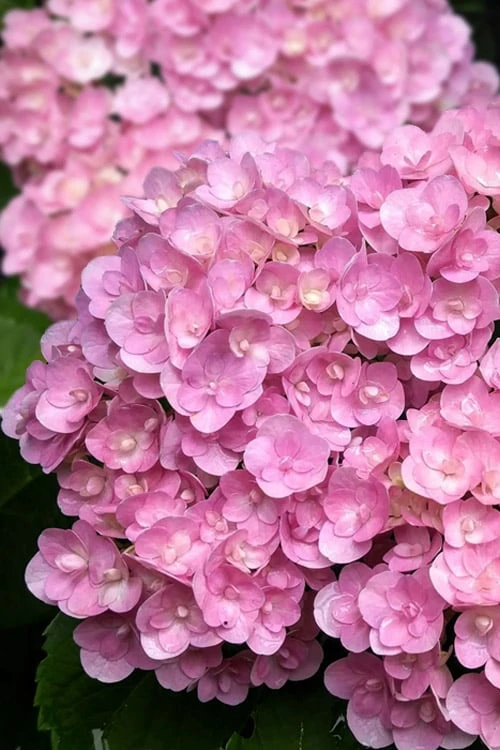 Love Hydrangea - 3 Gallon Pot - Image 4