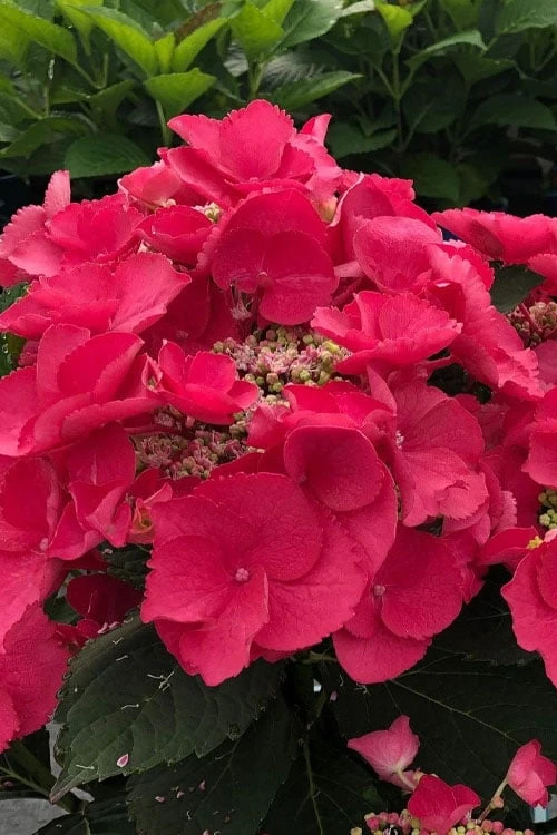 Cherry Explosion Hydrangea - 1 Gallon Pot - Image 4