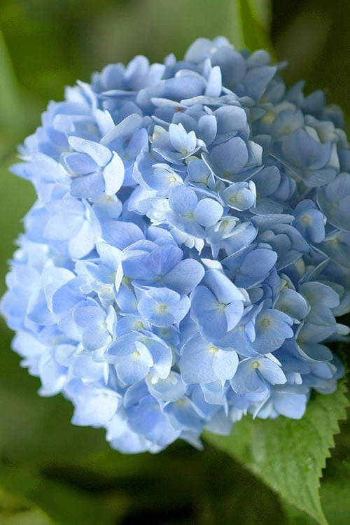 Penny Mac Hydrangea - 3 Gallon Pot - Image 4