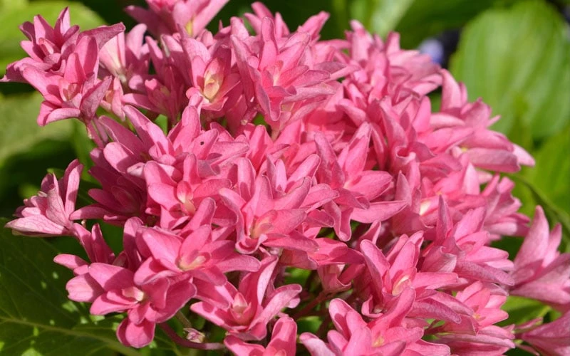 Princess Diana Hydrangea - 3 Gallon Pot - Image 7