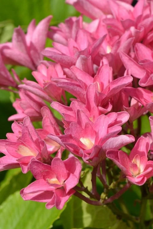 Princess Diana Hydrangea - 3 Gallon Pot - Image 8