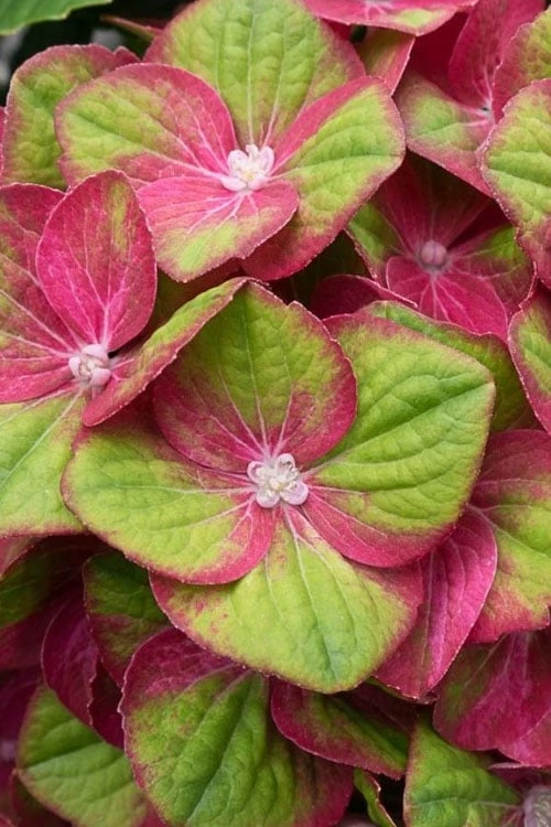 Tilt-A-Swirl Hydrangea - 3 Gallon Pot - Image 8