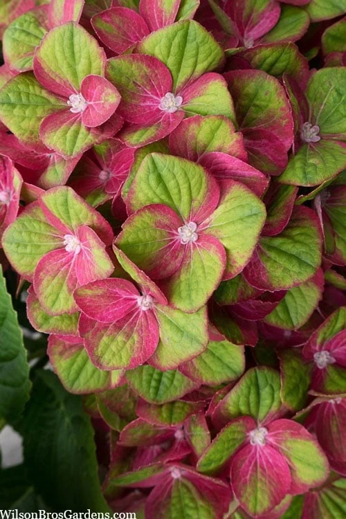 Tilt-A-Swirl Hydrangea - 3 Gallon Pot - Image 4