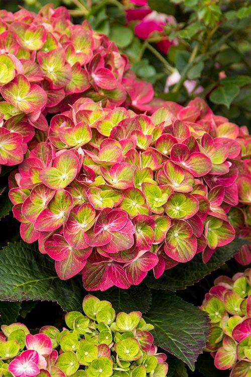 Tilt-A-Swirl Hydrangea - 3 Gallon Pot - Image 5