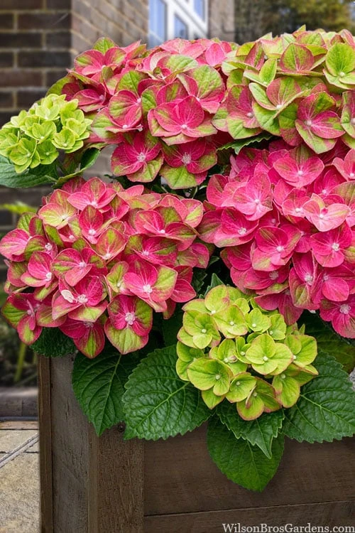 Tilt-A-Swirl Hydrangea - 3 Gallon Pot