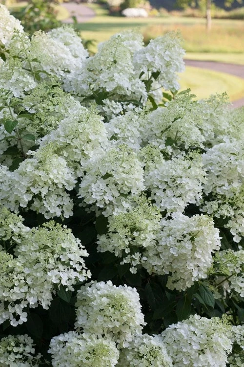 Bobo Hydrangea - 3 Gallon Pot - Image 5