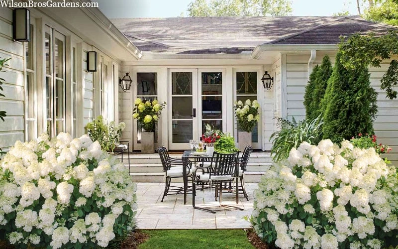 Little Hottie Hydrangea - 2.5 Gallon Pot - Image 5