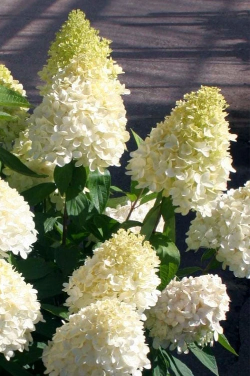 Sweet Summer Panicle Hydrangea - 3 Gallon Pot - Image 5