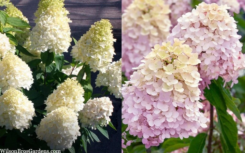 Sweet Summer Panicle Hydrangea - 3 Gallon Pot - Image 4